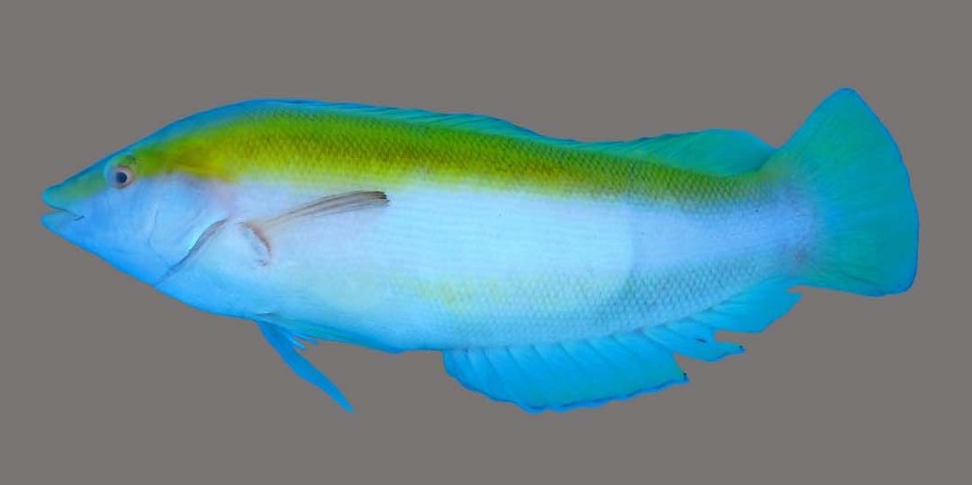 FishInTheNews's tweet photo. #NewSpeciesAlert 𝐶𝑜𝑟𝑖𝑠 𝑓𝑙𝑎𝑣𝑎, a new deep-water species of #wrasse from La Réunion, southwestern Indian Ocean (Teleostei: #Labridae).
#Coris #IndianOcean #LaReunion
📷 Holotype, initial phase. Patrick Durville.
🔓 https://t.co/zd8pDD4ldO https://t.co/I7JUnhUwxn