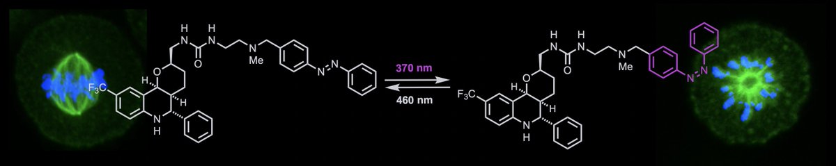 Check out our paper on the optical control of Eg5, a motor protein crucial to mitosis: onlinelibrary.wiley.com/doi/10.1002/an…
Thanks to a wonderful collaboration with <a href="/GennerichLab/">Gennerich Lab</a>, <a href="/HessLabColumbia/">Hess Lab</a>.
Brought to you by <a href="/nyuchemistry/">NYU Chemistry</a> , <a href="/NYULH_Neuro/">Neuroscience at NYU Langone Health</a>.