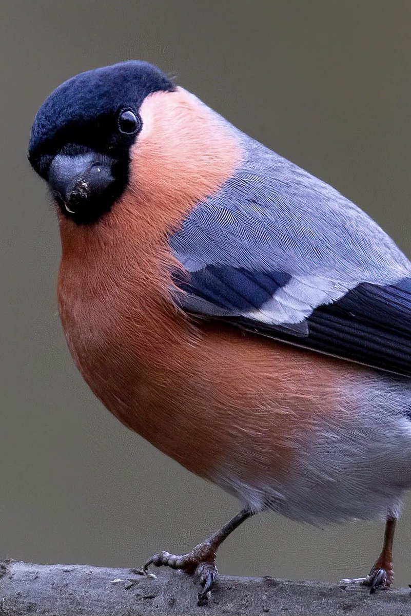 hertskingfisher's tweet image. Bullfinch close crop.
