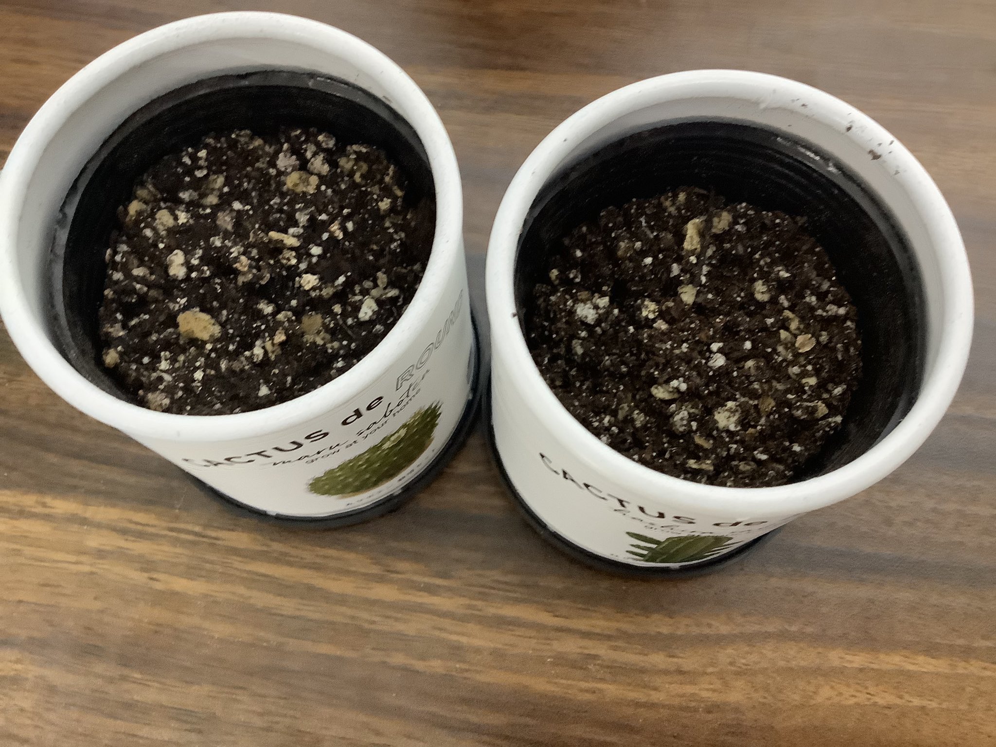 我 団長と申す この年末の時期は切なくなる 学校とか仕事が終わって自分を取り巻くものがなくなることへの虚無感からだろうか そんな時 虚無感を打ち消し合える恋人を持つことへの羨望が強くなる まあ俺にはサボテンがいるから良いけど 仕事