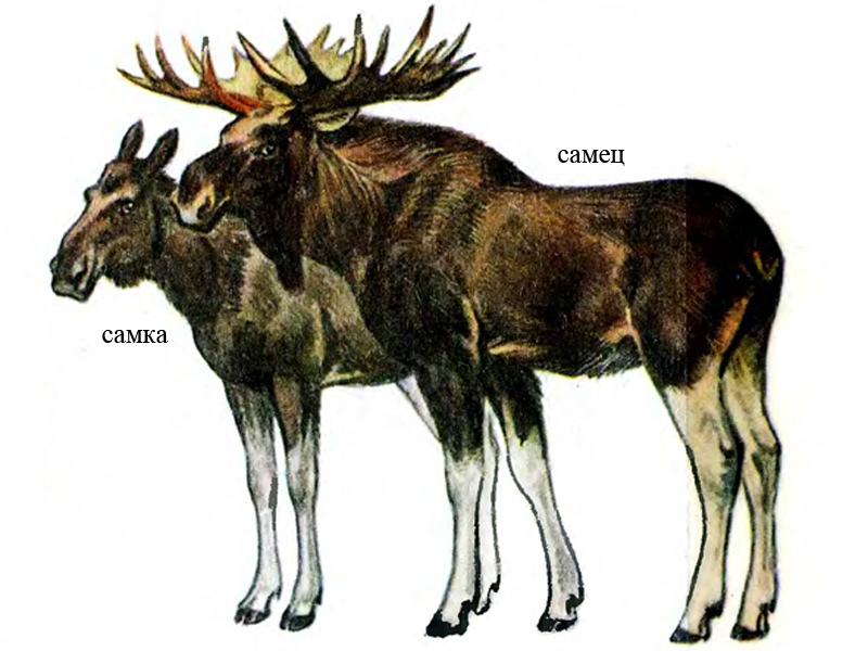 Как отличить лося