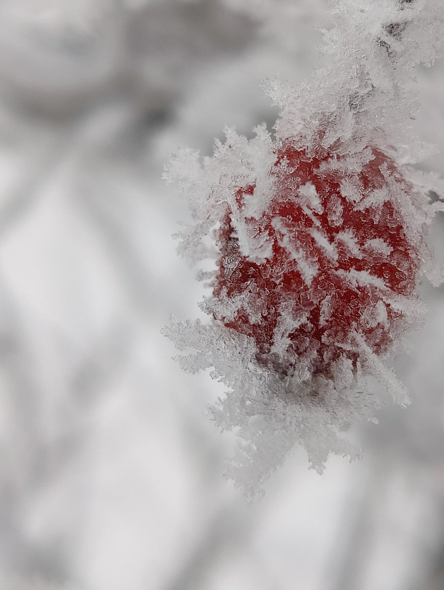 Tiideset's tweet photo. Winter is most beautiful time of the year. I love taking nature pictures on winter time ❄️ https://t.co/qYkhQRFxpr