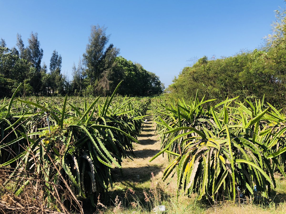 hello_aline20's tweet photo. Each trip is a new experience… 😄
#hiking #discoverwithme #dragonfruitflowers https://t.co/mvMF6RPEgG