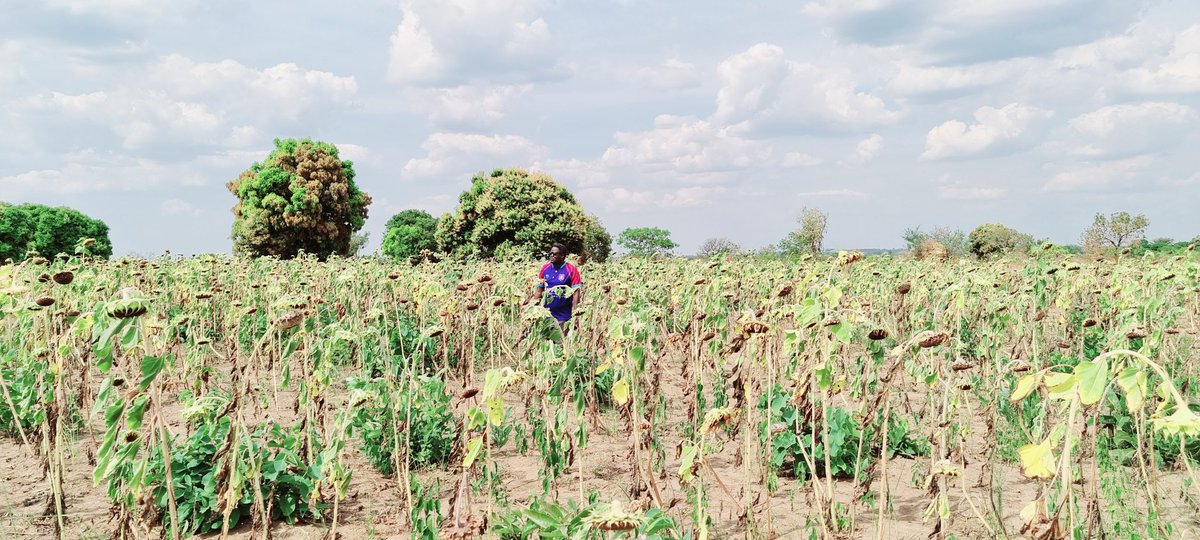 fobita's tweet photo. Spent some time checking on the chiefdom bushes today...met with some crops and trees I have been nurturing....
Of course sunflower is a must 😁😁😁
#Luoland
#ChiefdomOfPajule https://t.co/zBzGTcokQJ