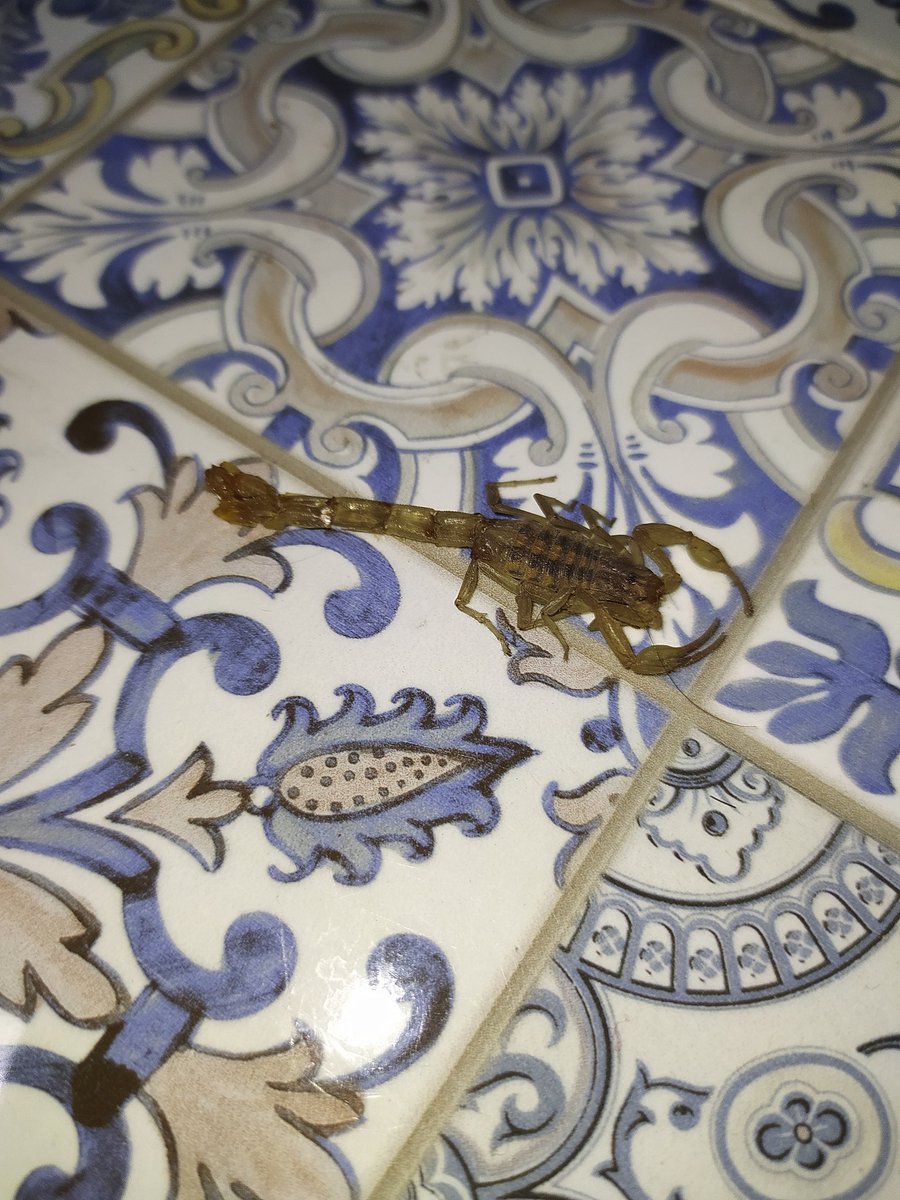 butcher_rod's tweet photo. Hola @Arachno_Cosas quisiera saber por favor que especie es este huésped de mi casa y si es de importancia médica. De antemano, gracias 😁 https://t.co/q2oiJ0S9aZ