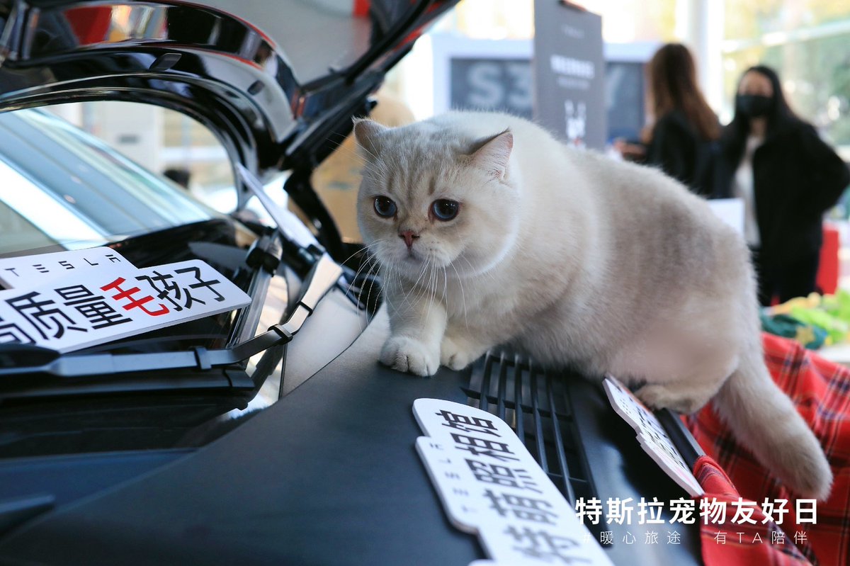 Tesla_Asia's tweet photo. The best day ever for the best pet ever. 🐈🐕 https://t.co/ubrUeCYq7X