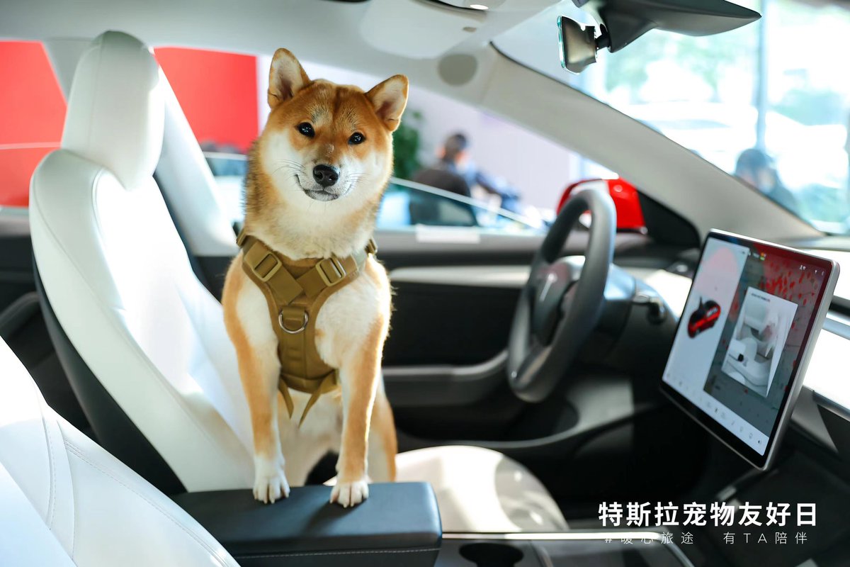 Tesla_Asia's tweet photo. The best day ever for the best pet ever. 🐈🐕 https://t.co/ubrUeCYq7X