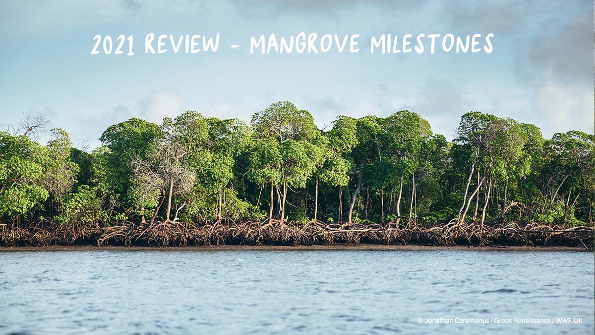 MangrovesNow's tweet photo. As 2021 comes to its end, we are looking back and highlighting five #mangrove milestones in the WIO region and beyond. 👇

We´re hopeful that these are promising indicators for 2022 as we continue to campaign for the protection and sustainable management of these #RootsofHope. https://t.co/UFZIA8Ur4Q