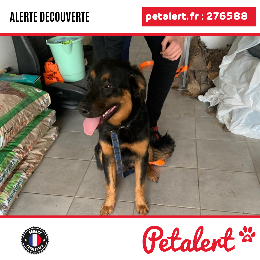 petalert_france's tweet photo. Trouvé #Chien #Meuse #Souilly #Petalert #PetAlert55 / https://t.co/aUJz9Tk9uf https://t.co/3Q92vzZpVY