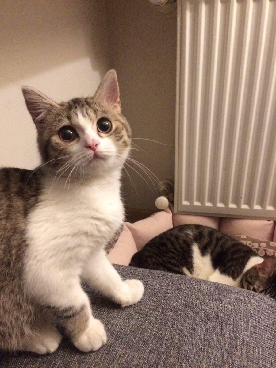 Ablamı darlamak için hain planlar yapıyorum 😼