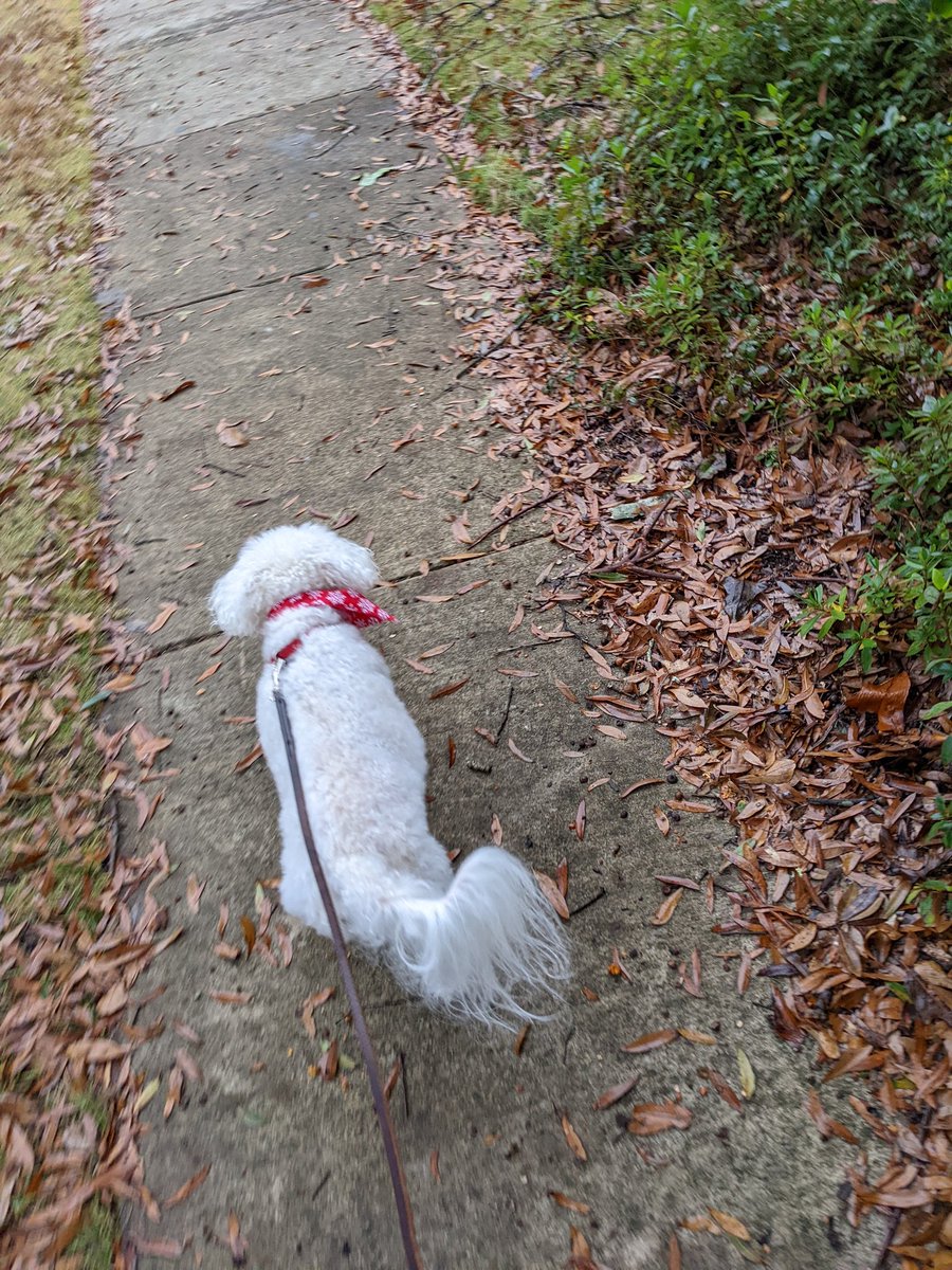 roo_jasper's tweet photo. #Dogwalk https://t.co/Uk6rdPxi4W