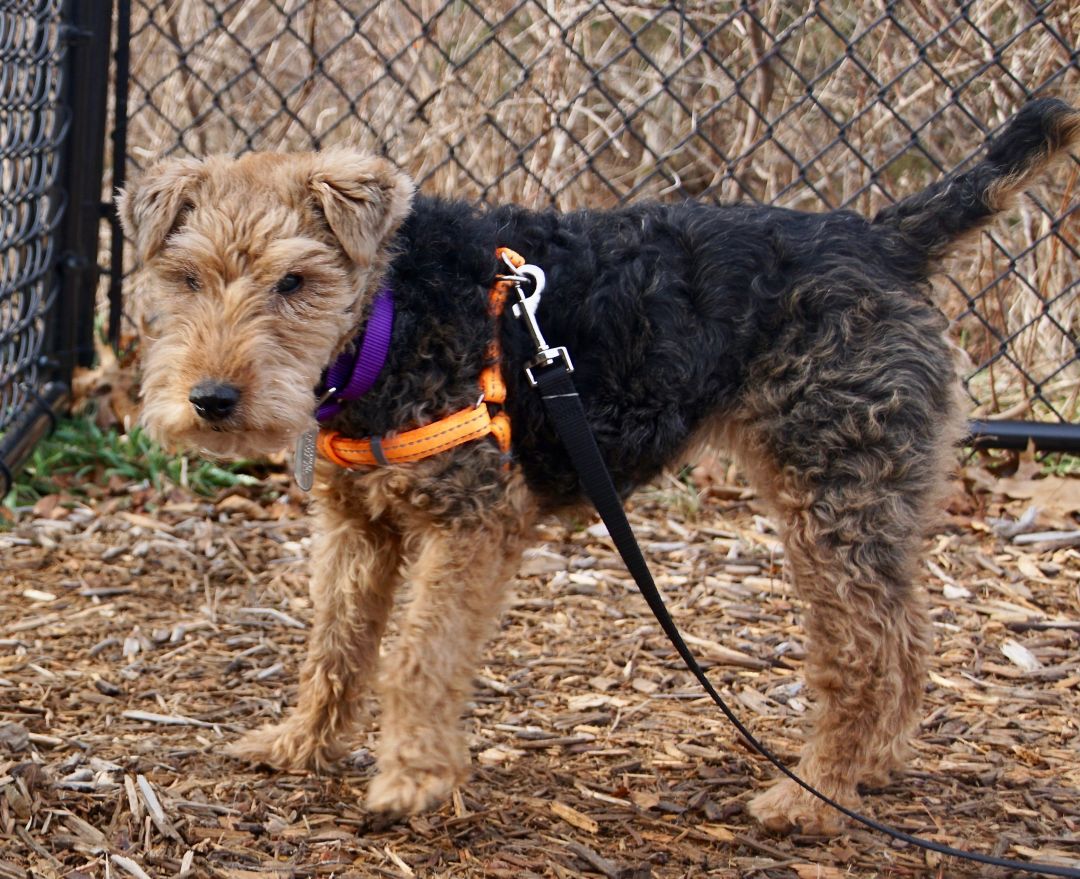 ScituateAnimalSheltr tweet media