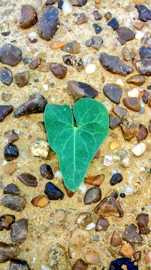 healthy conscience ✌️