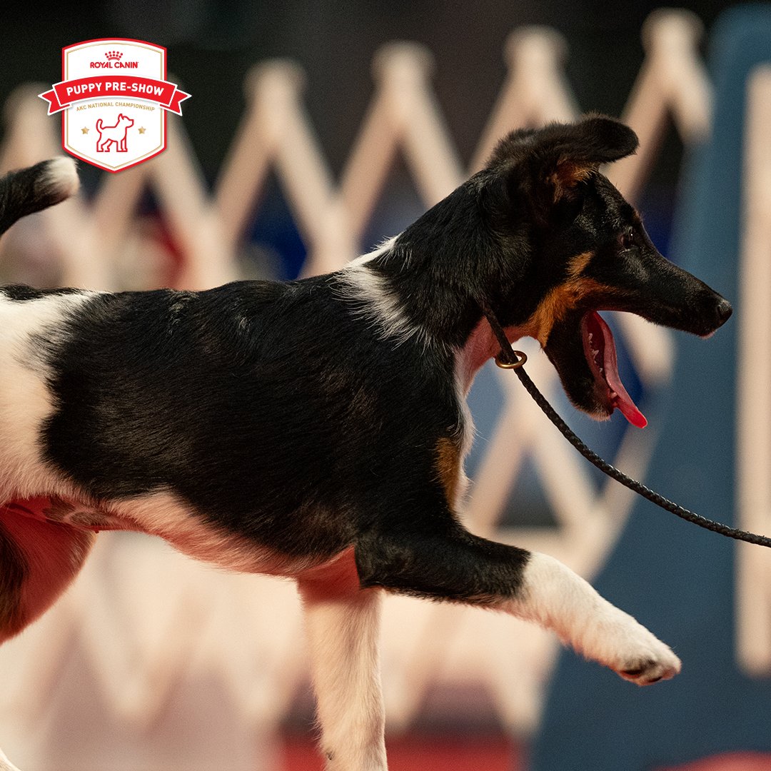 🙌Check Out <a href="/RoyalCanin/">RoyalCanin</a>'s Puppy Pre-Show on 1/2 at 12pm ET on their social channels! They'll be celebrating the magnificence of puppyhood &amp; the dogs destined to be future champions + AKC National Championship will air later that day at 2pm ET! #RoyalCaninPuppies #AKCDogShow #ad
