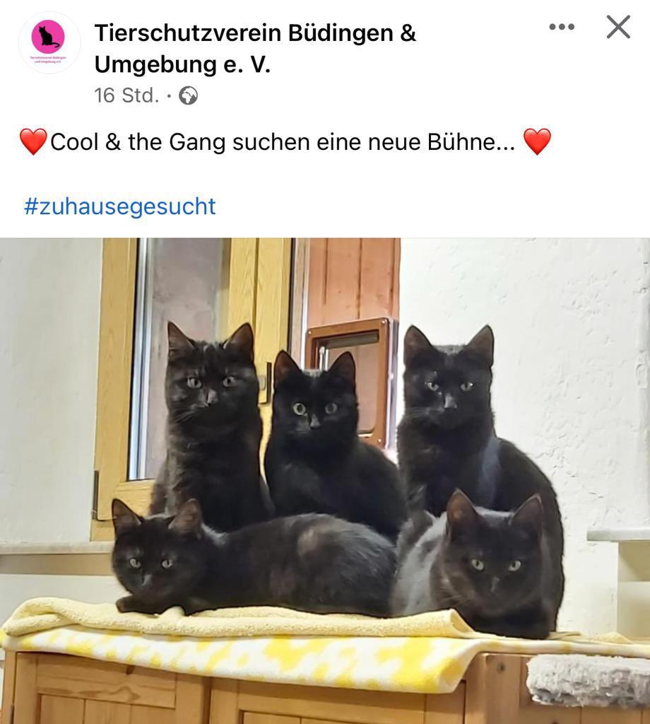StGu86's tweet photo. @tierschutz_bund Unser Tierschutzverein sucht noch nach einem Zuhause für die „Gang“ https://t.co/M4m39jhjtc