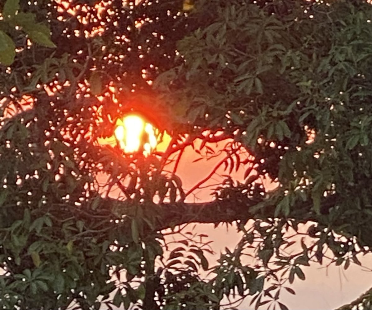 Dr.V.Mohan (@drmohanv) on Twitter photo One can never get tired of admiring nature. A glorious sunset seen through the trees today #sunset #nature <a href="/DrAmbrishMithal/">Dr Ambrish Mithal</a> <a href="/AskDrShashank/">Dr. Shashank Joshi</a> <a href="/DMDSC/">Dr.Mohan's Diabetes</a> <a href="/cynprabhu/">Dr Cynthia Prabhu, BDS, LLB</a> <a href="/NhsSheryl/">Sheryl NHS</a> <a href="/kohliharsh_t1d/">Harsh Kohli</a> One can never get tired of admiring nature. A glorious sunset seen through the trees today #sunset #nature <a href="/DrAmbrishMithal/">Dr Ambrish Mithal</a> <a href="/AskDrShashank/">Dr. Shashank Joshi</a> <a href="/DMDSC/">Dr.Mohan's Diabetes</a> <a href="/cynprabhu/">Dr Cynthia Prabhu, BDS, LLB</a> <a href="/NhsSheryl/">Sheryl NHS</a> <a href="/kohliharsh_t1d/">Harsh Kohli</a>