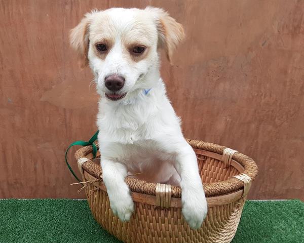 RT @CutePetsLA: Howdy! My name is Thor and I am an unaltered male, white and tan Mixed b… https://t.co/Ia4DxDO0X0 https://t.co/fj2VkvpEDW