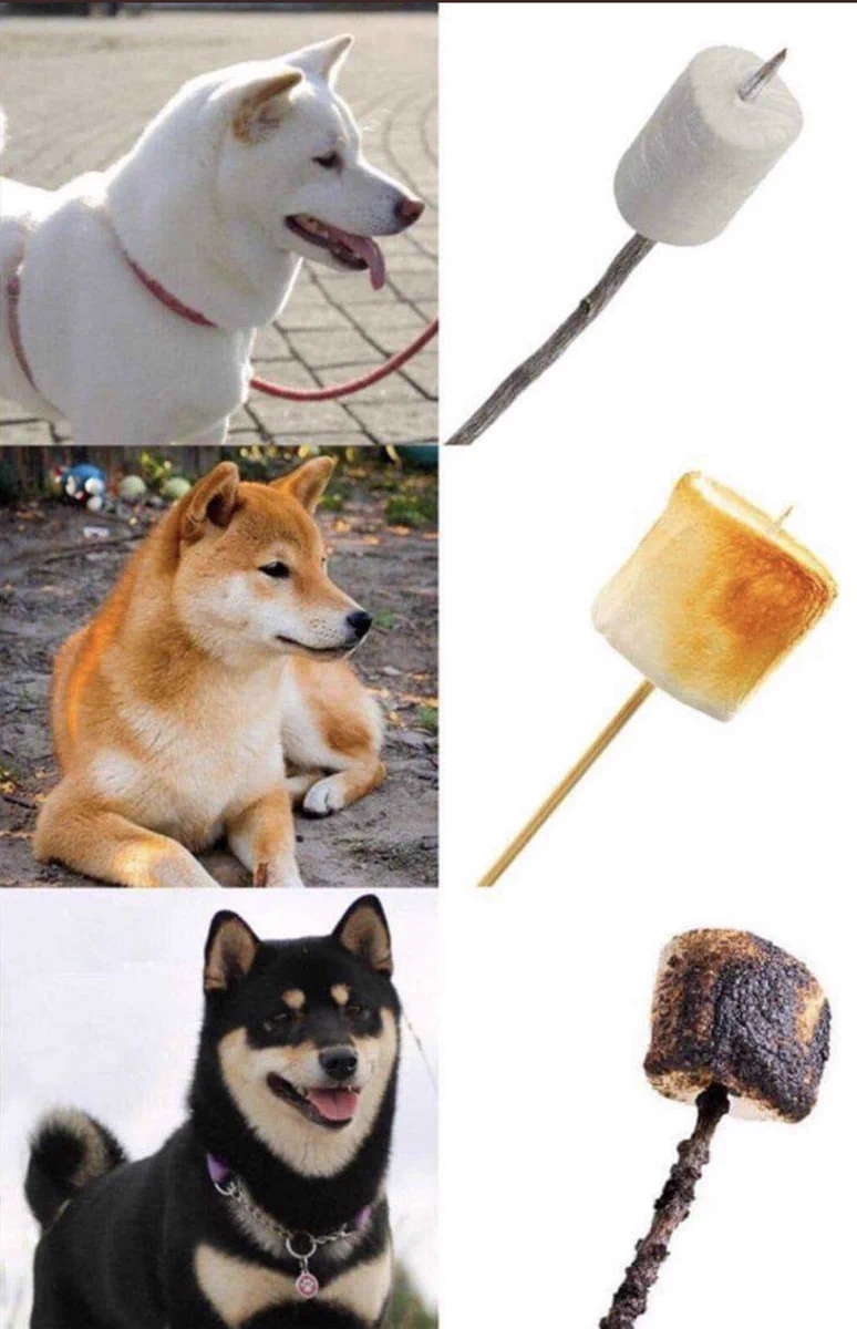 ひょっとして柴犬って？マシュマロかもしれないwww