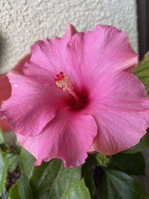 My hibiscus plant bloomed while I was gone and it&rsquo;s perfect 😍🌺 https://t.co/9UgzeLeZez
