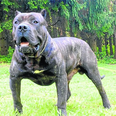 CHIENCHAT05's tweet photo. HOLA A TOD@S,@CHIENCHAT05 LE DA LA BIENVENIDA A ESTE MARAVILLOSO PROYECTO, CHIEN-CHAT BIENESTAR DE LOS ANIMALES Y SUS DUEÑOS QUEREMOS AYUDAR A LOS INDEFENSOS, ASI QUE TE INVITAMOS A QUE FORMES PARTE DEL EQUIPO DE LOS LIBERADORES. https://t.co/ZNIJf03z24