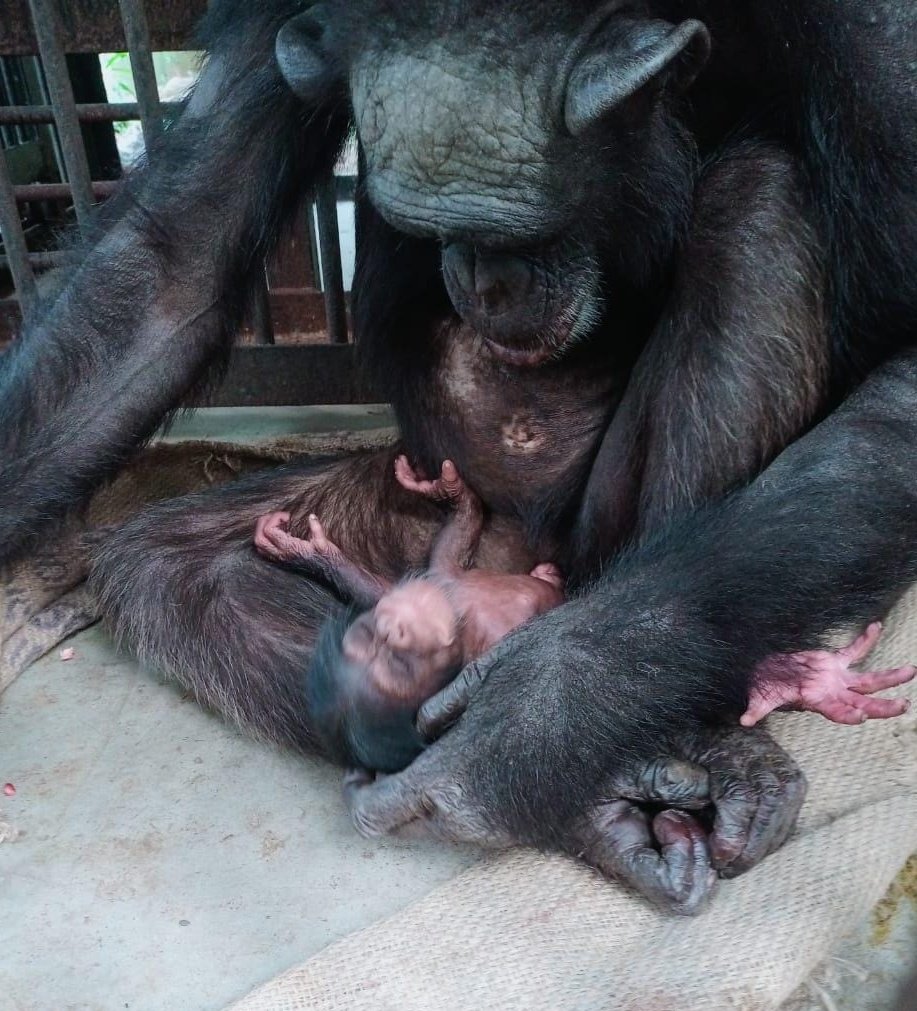 SwapnaPlus_TV's tweet photo. Chimpanzee Rakhi in #Bhubaneswar's #Nandankanan Zoo gives birth to a baby on Tuesday. Both the mother and the baby are healthy. The Zoo now has eight chimpanzees: @ddnandankanan @ForestDeptt https://t.co/ka3cN1b3Hx