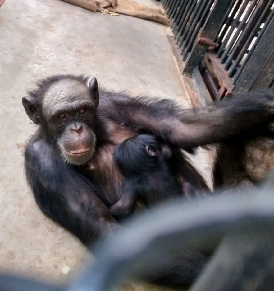 SwapnaPlus_TV's tweet photo. Chimpanzee Rakhi in #Bhubaneswar's #Nandankanan Zoo gives birth to a baby on Tuesday. Both the mother and the baby are healthy. The Zoo now has eight chimpanzees: @ddnandankanan @ForestDeptt https://t.co/ka3cN1b3Hx