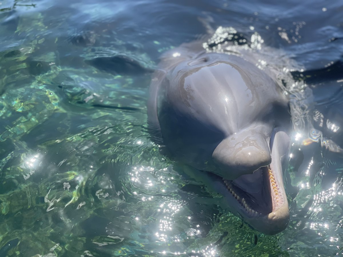SeaLifePark's tweet photo. Our Dolphin Aloha presentations allow visitors to pet and feed our dolphins, all while keeping dry. Have a chat with one of our trainers and discover interesting facts on what makes dolphins perfectly adapted for life in the water!

https://t.co/4lPHDmB0xl https://t.co/p0gAuMsWjq
