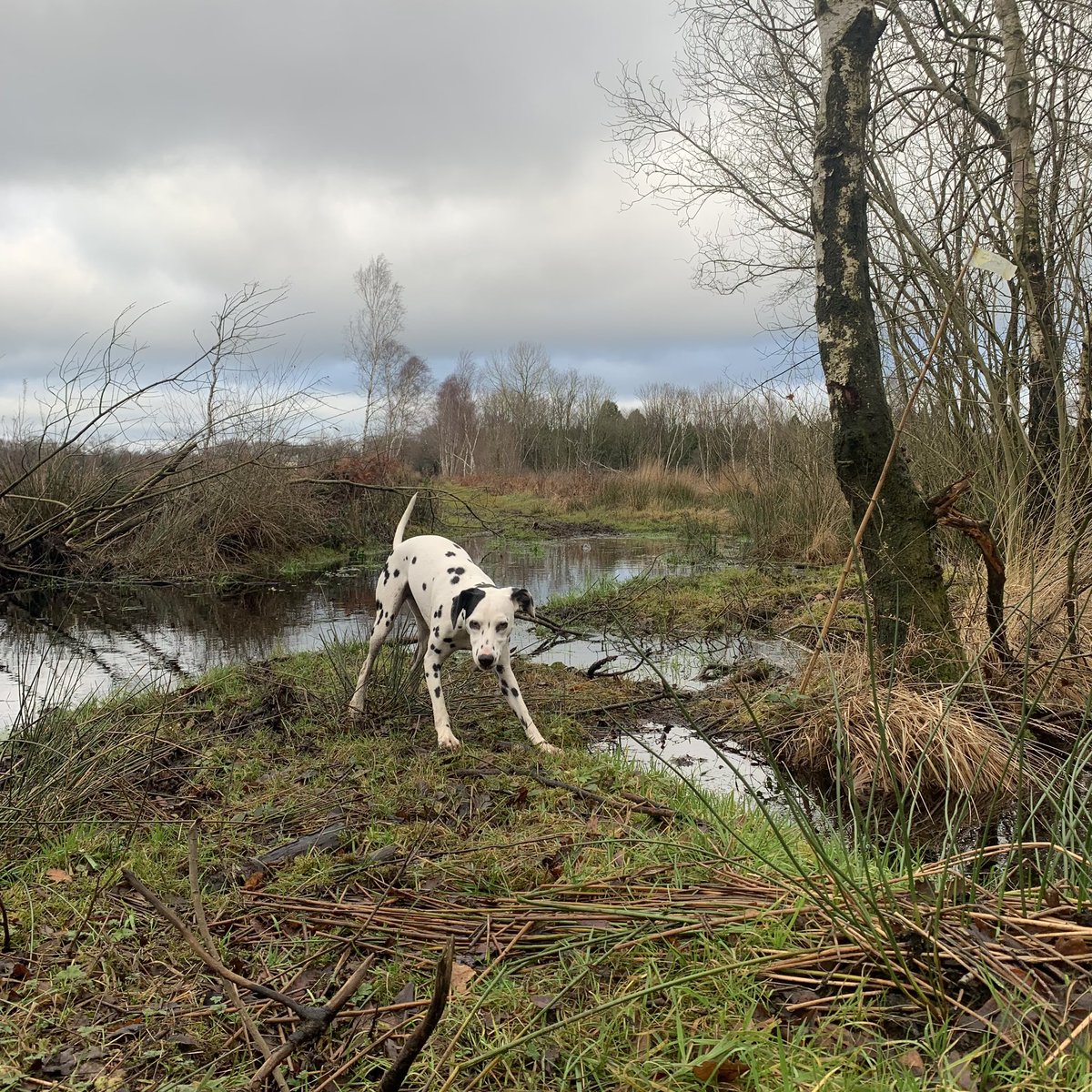 Miniclick_'s tweet photo. #coratheexplorer
#dogsoftwitter #Dalmatian #spottydogs #woodland #Shropshire https://t.co/w3x6KCTiUO