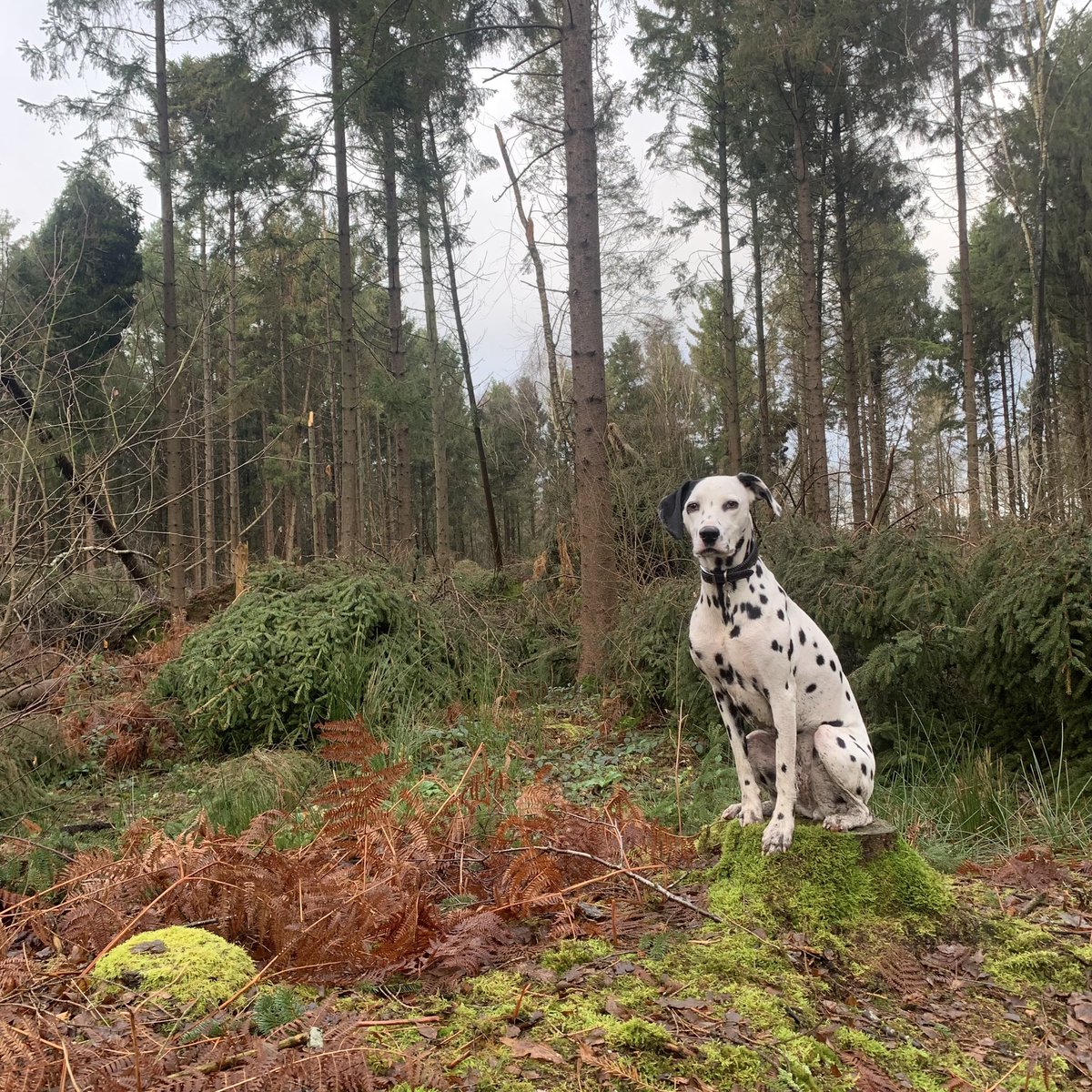 Miniclick_'s tweet photo. #coratheexplorer
#dogsoftwitter #Dalmatian #spottydogs #woodland #Shropshire https://t.co/w3x6KCTiUO