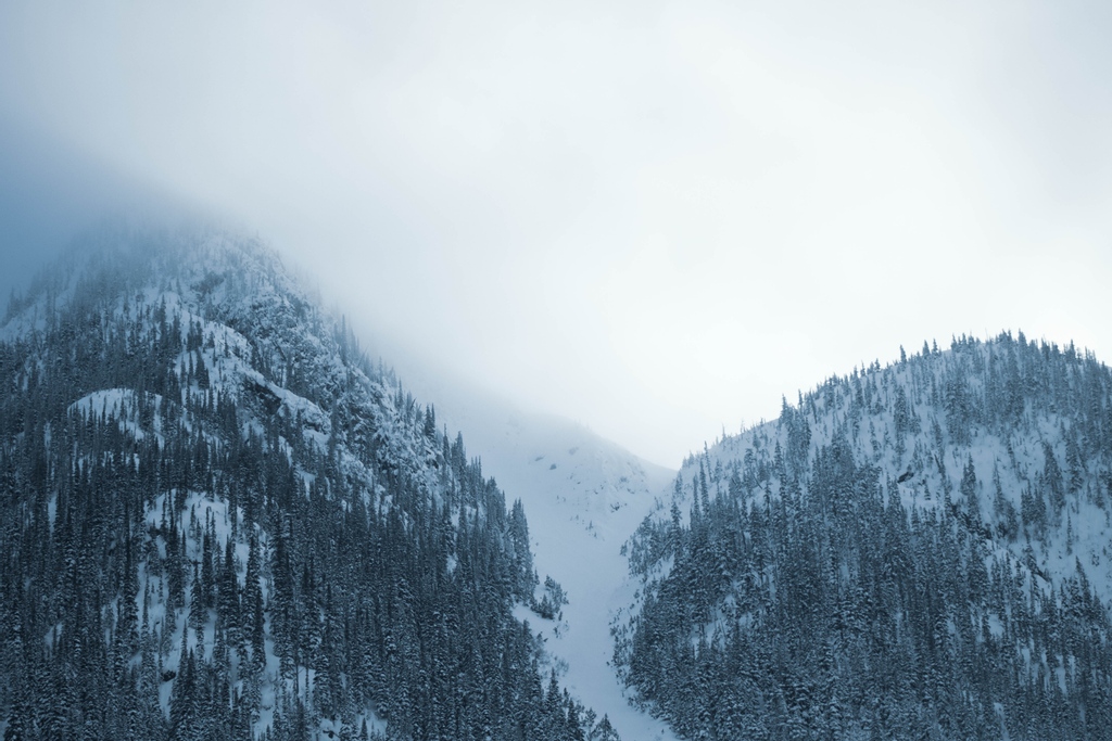 Wize Tea tweet media