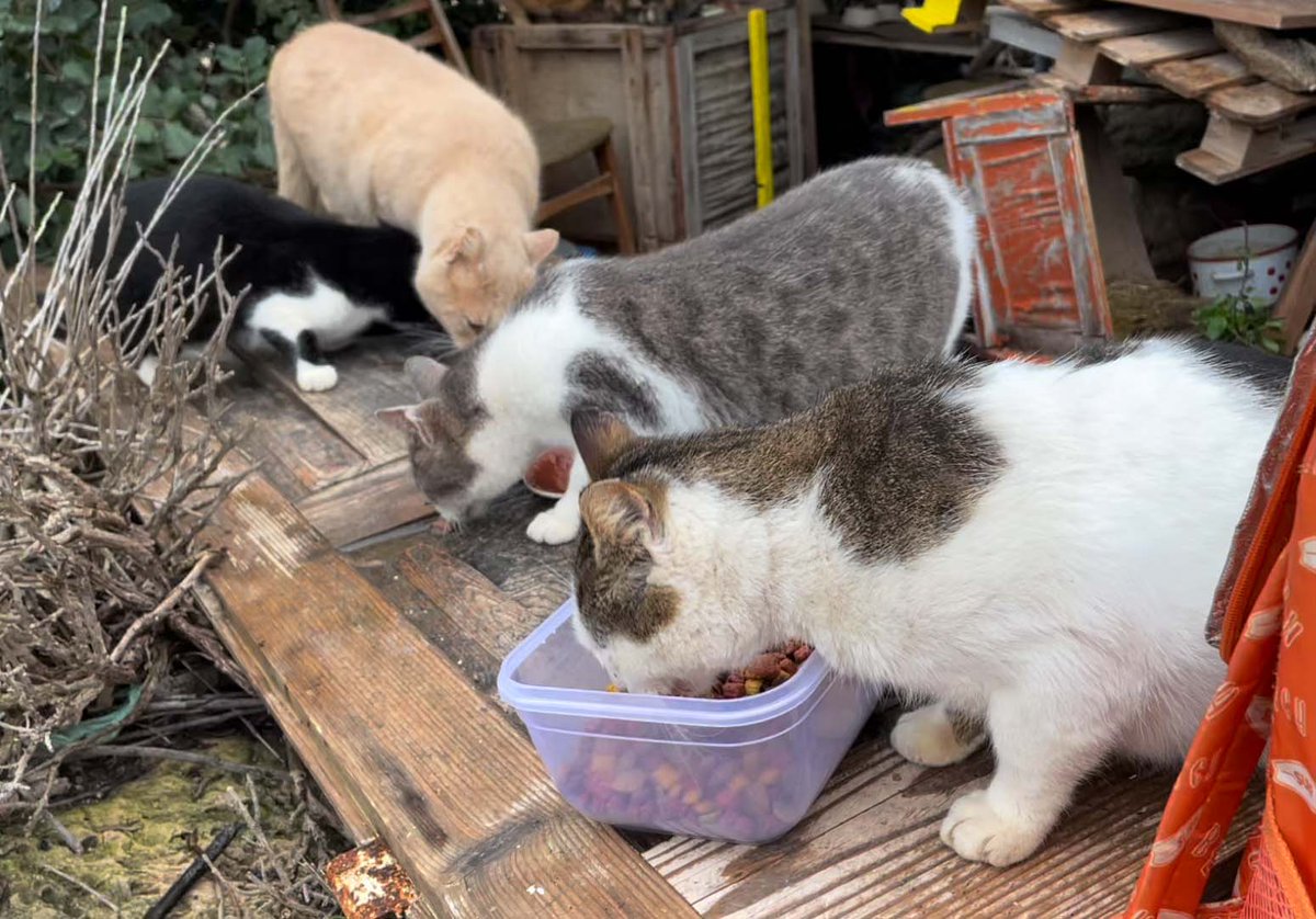 KatzenworldBlog's tweet photo. Our latest post (Street Cats of Vis - 2021 Charity Work Recap) is now live! Please check it out on https://t.co/giACcr35xd #cats #katzenworld #catlovers :D https://t.co/aWayLxINfo