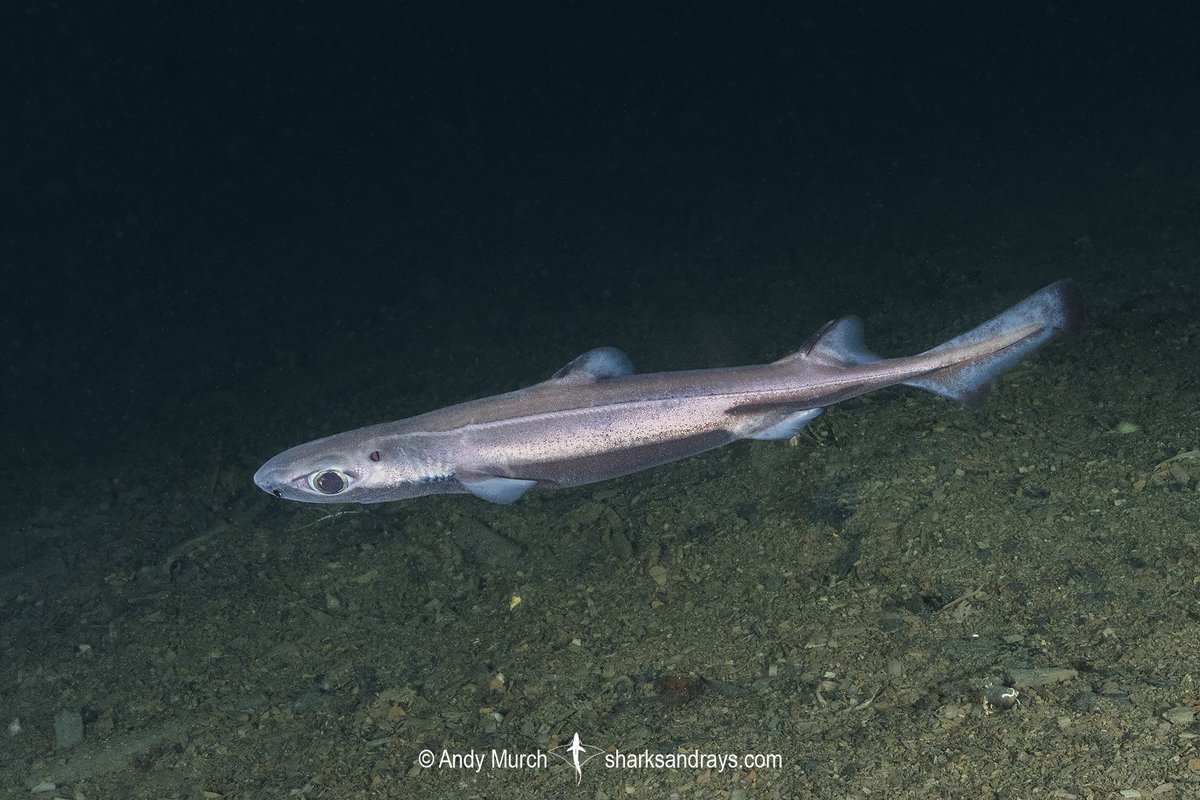 SharkiesOTD's tweet photo. Shark of the day !!! Velvet belly lanternshark !

♡Looks purple !!
♡Common deepwater shark. 
♡Named as their brown belly is different from the rest of it's body. 
♡10/10 cuteness https://t.co/oXlygT5GAR