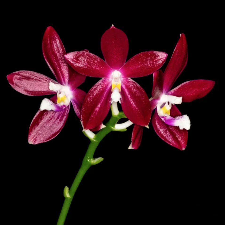 brooksideorchid's tweet image. Phalaenopsis speciosa 'Red' 3" NFS mericlone