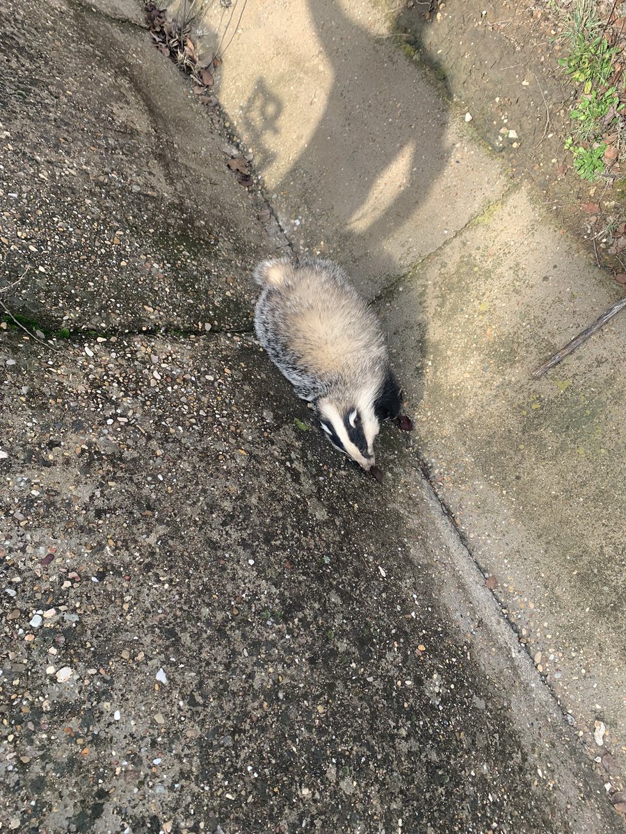 jopra_'s tweet photo. Ohhh!!!🙈🙈🙈 hoy nos hemos encontrado en la vuelta en #bici un fantástico ejemplar de #tejón muerto en la cuneta de la carretera #Chiloeches #Guadalajara #unalástima porque es un animal muy raro de ver #mataos #mtb https://t.co/OQqTsjYtIL