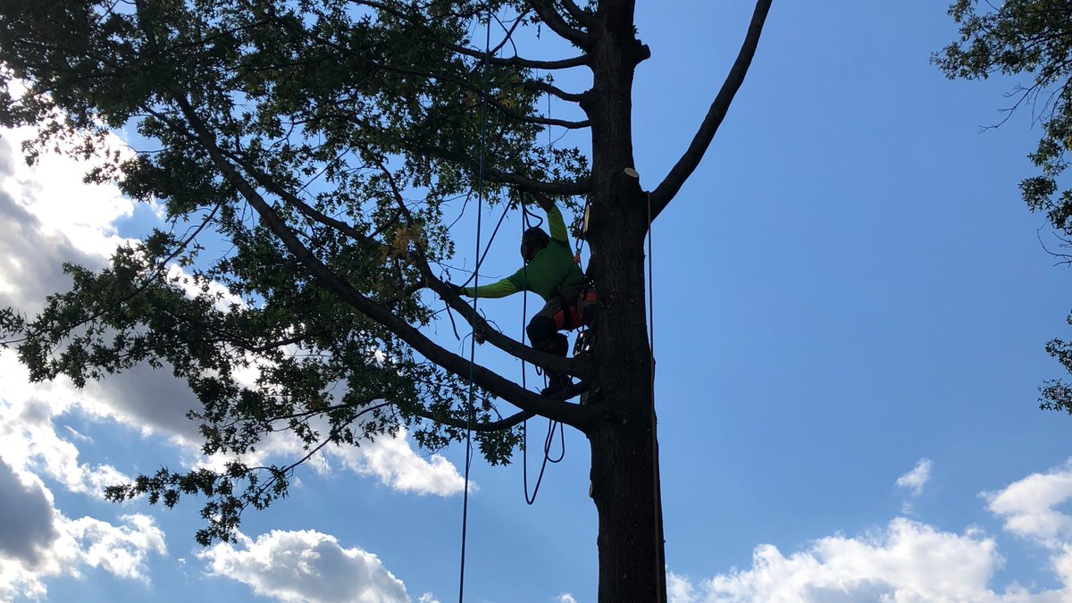 UMTreeService tweet picture