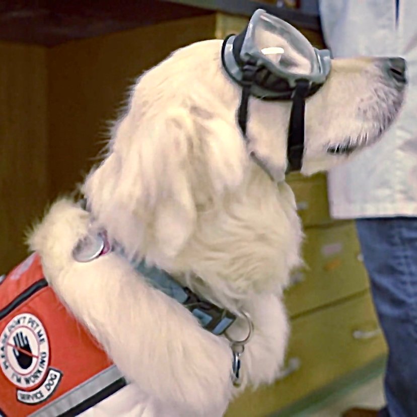 sampson_dog tweet picture