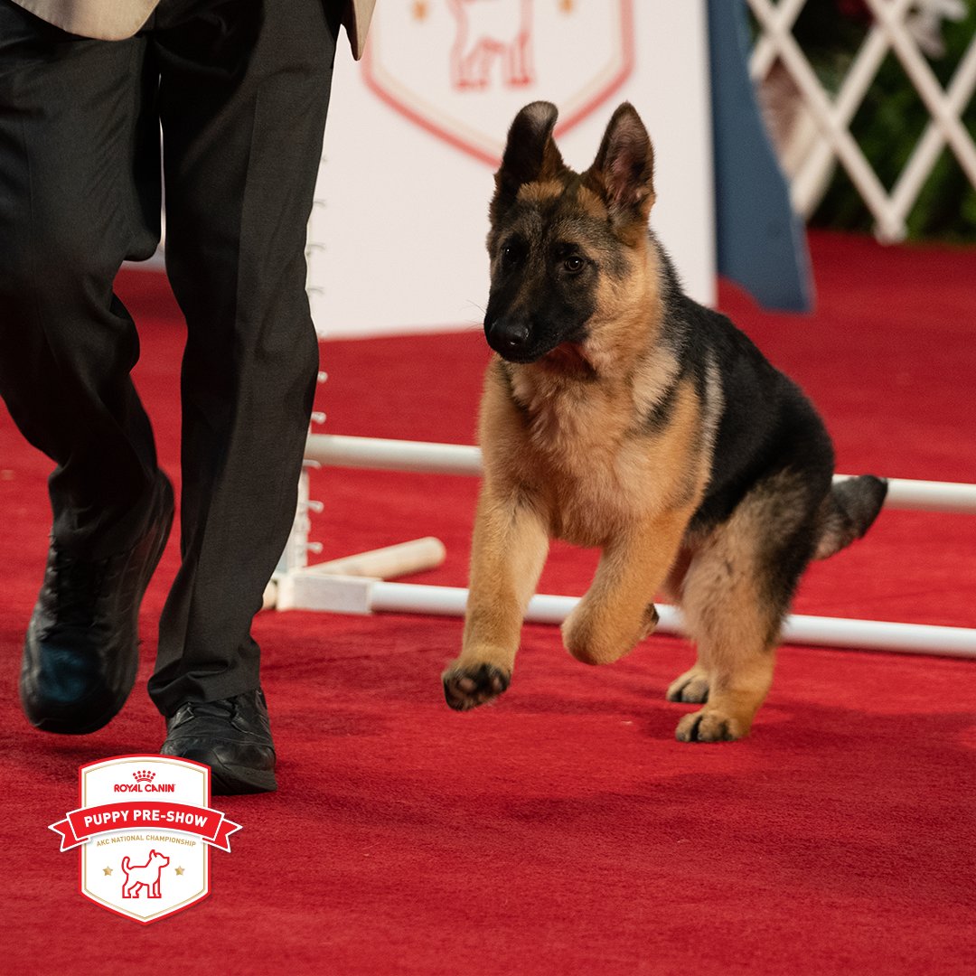 #ad Ready for the <a href="/RoyalCanin/">RoyalCanin</a> Puppy Pre-Show? The 20-minute show airs exclusively on Royal Canin's Facebook and Instagram pages Sunday, January 2nd at 12pET.  Tune in to see a series of fun and whimsical events.  #RoyalCaninPuppies #AKCDogShow  More Info: royalcanin.com