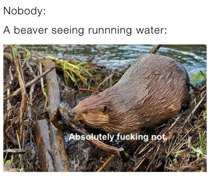 IDJoe4Idaho's tweet photo. There is a Ben Shapiro joke in here somewhere.
Meanwhile, beavers create microclimate. They are a keystone species. #BeaverUp #OperationBeaverDrop https://t.co/bxhbtrEA13