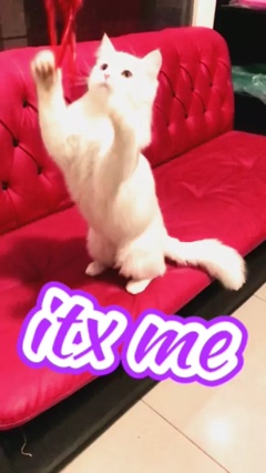 Thejanwar's tweet image. #hi2022 #CAT #pet #vet #OhohohoChallenge sck.io/p/lsBKkpAK