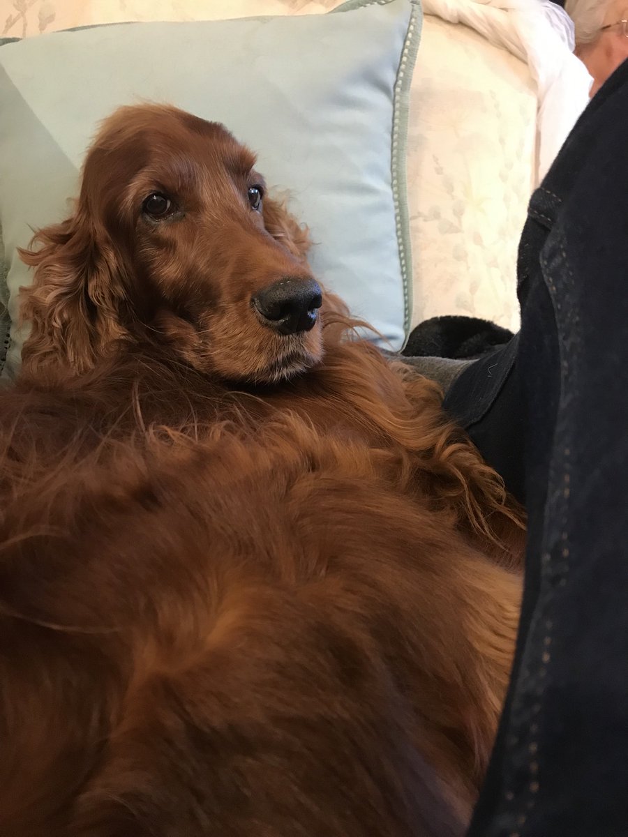 Janeyjoos's tweet photo. The look of ‘don’t push your luck’ whilst (attempting to) sharing the sofa!! https://t.co/V1SqNQKE1a