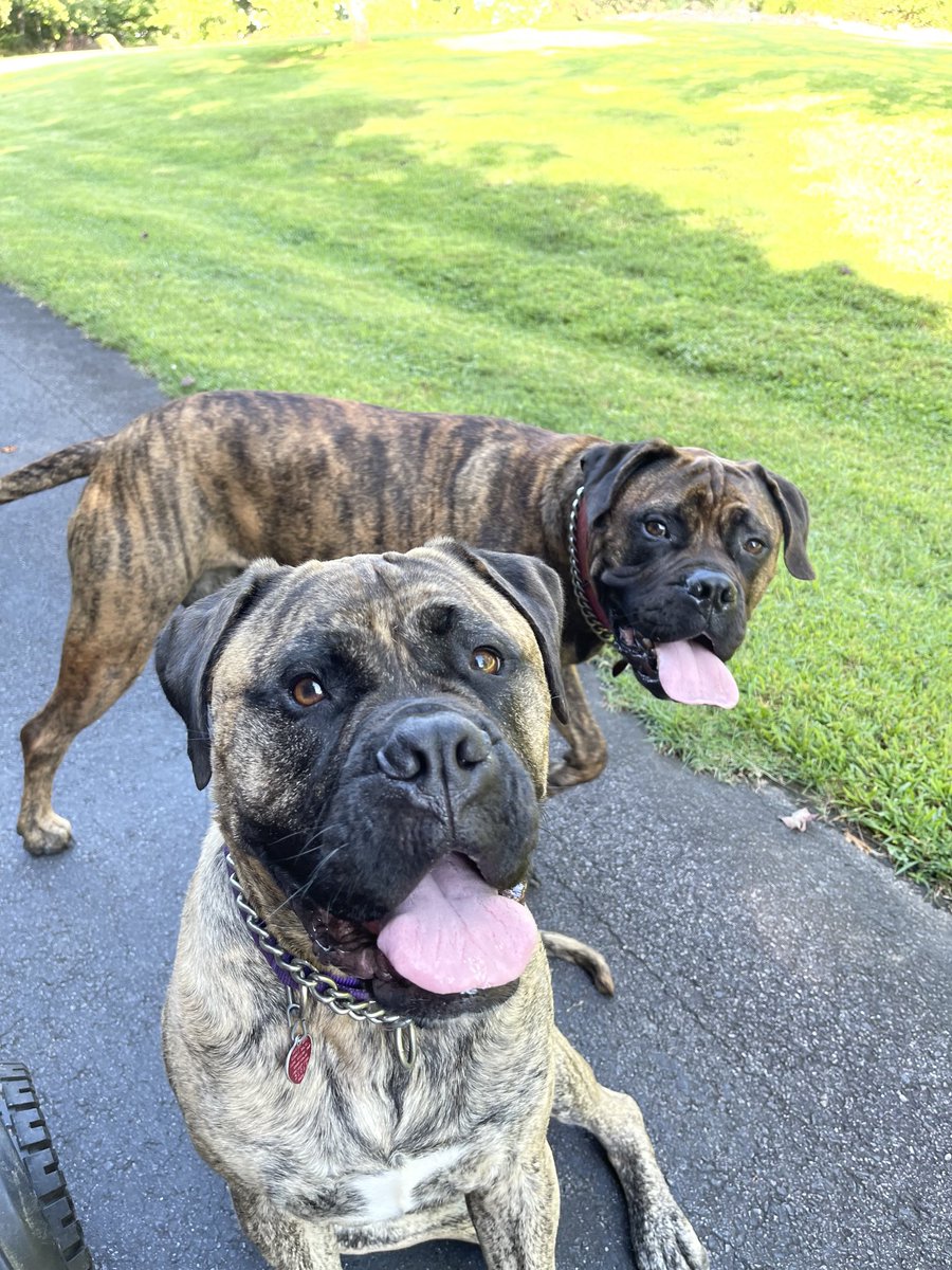 LouisLlpbowen's tweet image. Happy #TongueoutTuesday everyone from Coco and Mocha. @doliva9107 @MelodiePariseau @drjean_neuro @SjCattledog @dogcelebration #Bullmasiffs