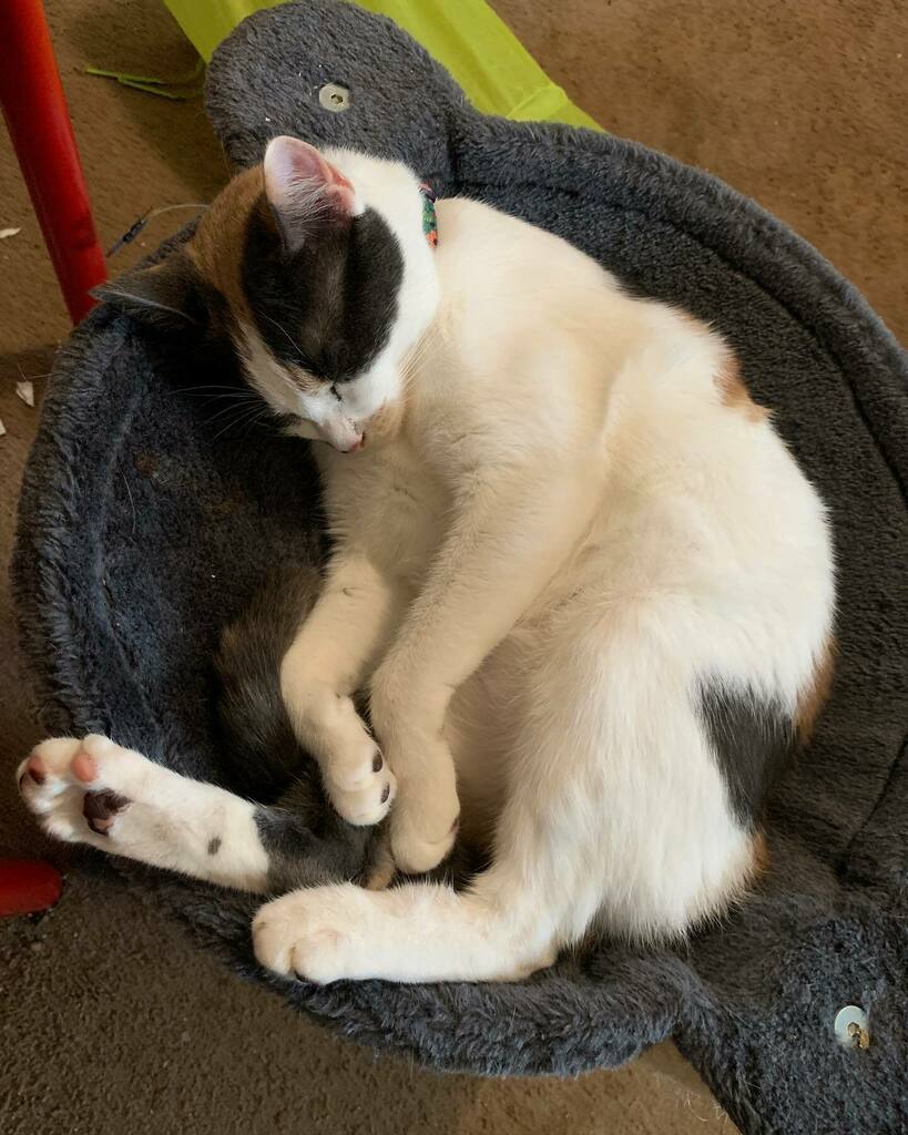 kittensholmes's tweet photo. Comfy baby https://t.co/BNbcdGyeh4