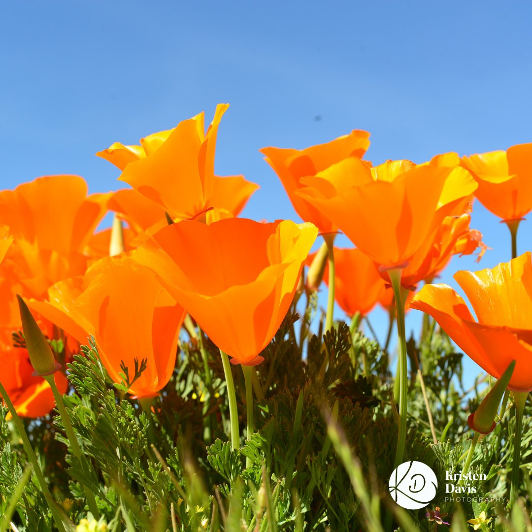 We bring the beauty of nature indoors with exclusive prints that capture its true colors. Head over to mtr.bio/kristendavisph… to check out my last minute offers ☘️ #shopsmallsandiego #brickandmortarcreative #customerphoto #smalltownbusiness #instaphotographer