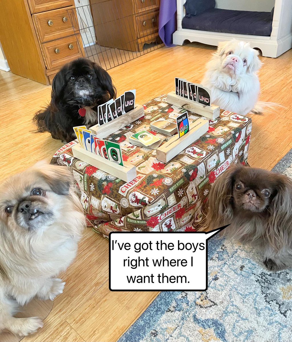 The game is at hand…err, I mean paw. 
#NationalCardPlayingDay ￼#uno <a href="/realUNOgame/">UNO</a> #Pekingese #funnydog #funny #caption #barkpost #memes