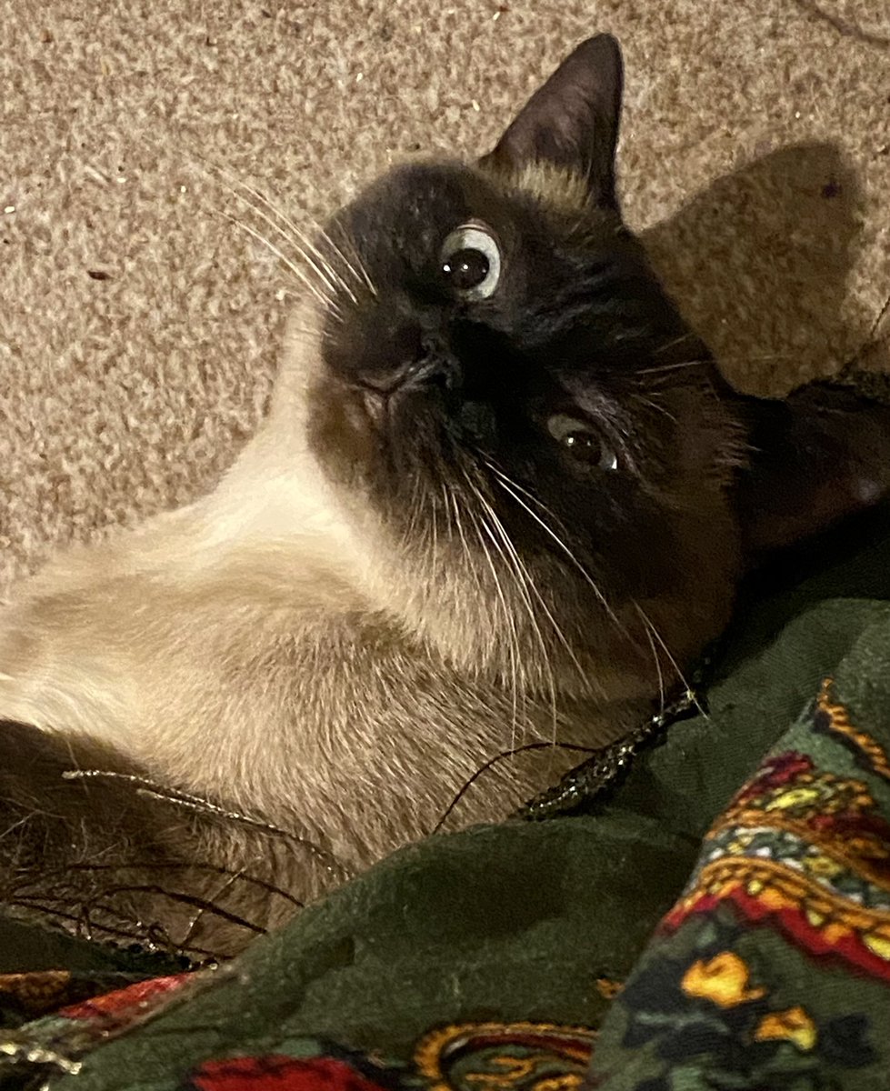 IsadoraDivaCat's tweet photo. Mum is back. I gave her a hard stare because she has no right going off for so long. She feels guilty so gave me some nip. Man, it's good. It makes my eyes go funny. I decided to lie on my back under Mum's scarf &amp; just chill. https://t.co/sIl0nfVAQ0