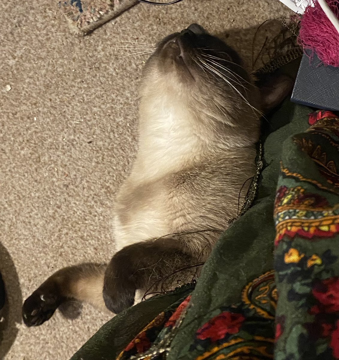 IsadoraDivaCat's tweet photo. Mum is back. I gave her a hard stare because she has no right going off for so long. She feels guilty so gave me some nip. Man, it's good. It makes my eyes go funny. I decided to lie on my back under Mum's scarf &amp; just chill. https://t.co/sIl0nfVAQ0