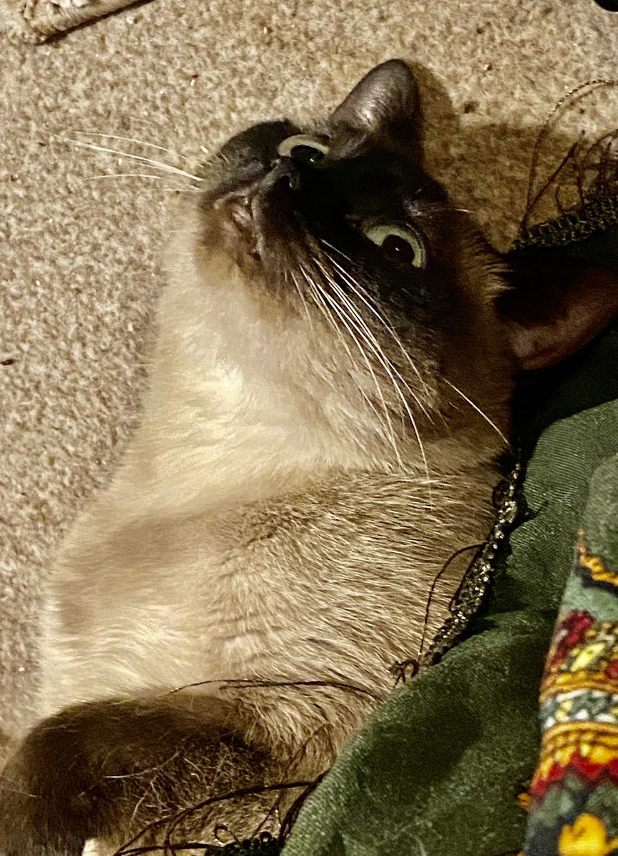IsadoraDivaCat's tweet photo. Mum is back. I gave her a hard stare because she has no right going off for so long. She feels guilty so gave me some nip. Man, it's good. It makes my eyes go funny. I decided to lie on my back under Mum's scarf &amp; just chill. https://t.co/sIl0nfVAQ0