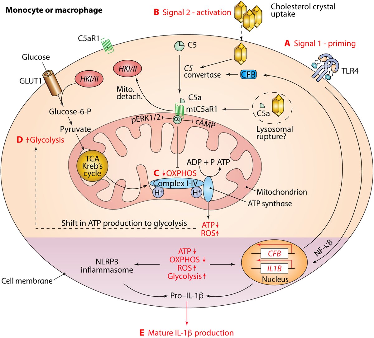SciImmunology's tweet photo. Intracellular complement signaling in human and mouse #macrophages controls inflammatory response in #atherosclerosis models, a new study reports. https://t.co/Dq38Mh3sbr https://t.co/sBMYKeTOTa