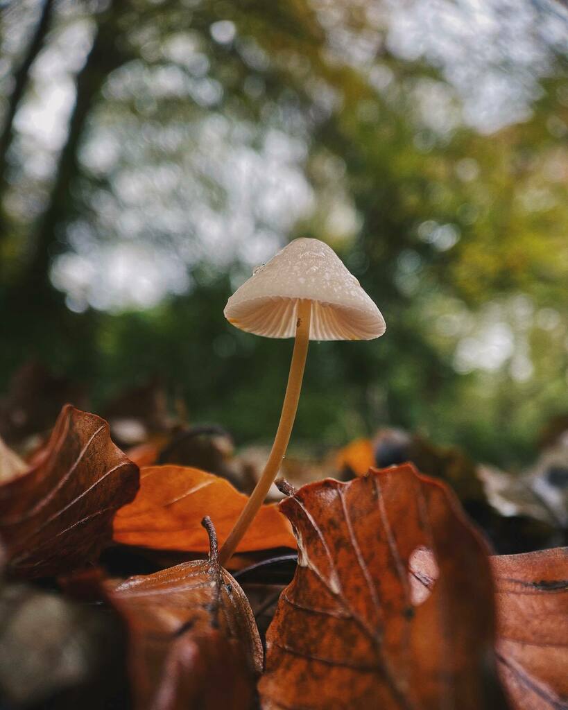 paulyd's tweet photo. Amongst the leaves - Autumn 2021. #shotoniphone https://t.co/SUfywmAlVE https://t.co/i4XQDkNMHH
