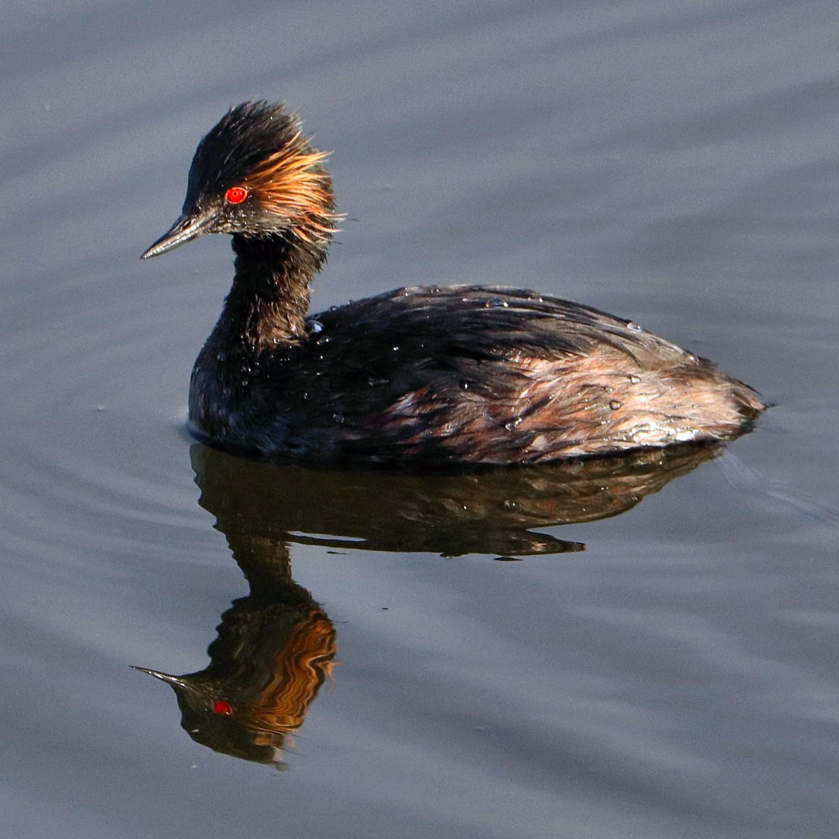 Anyone have eyedrops to spare?
#ThingsOutside 
#TwitterNatureCommunity #BirdsSeenIn2021 #birdphotography #birdwatching #birds #NaturePhotography #nature #wildlifephotography #photooftheday